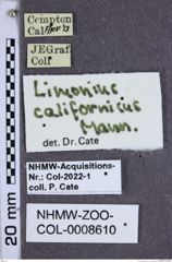 Etiketten zu Limonius californicus (NHMW-ZOO-COL-0008610)